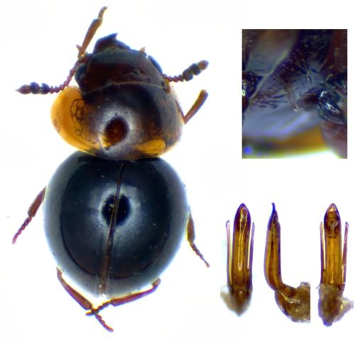 Agathidium sp.